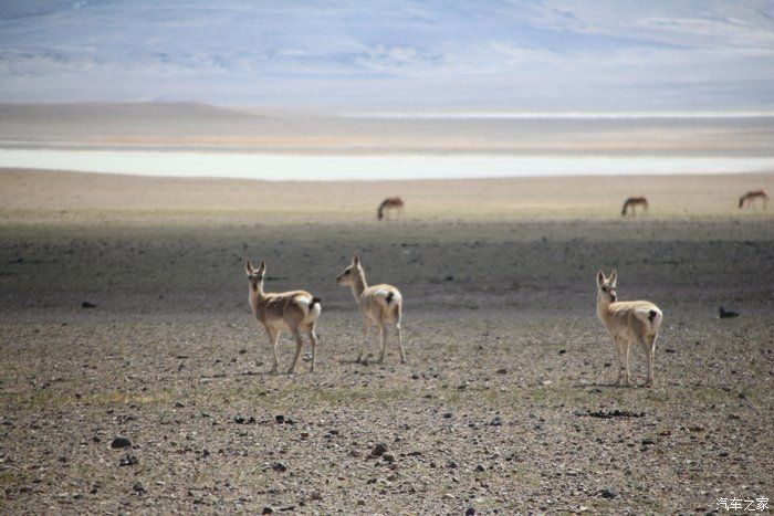 花甲之年自驾本田CR-V穿越阿里中线，拖底陷车无数，把车开废！