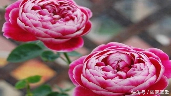 「叶子」这2种花春天容易爆盆,开花美是颜值担当,最后却是没想到