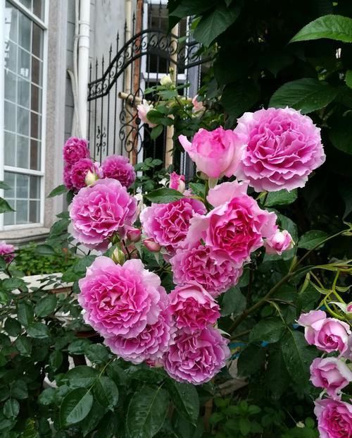  【试试】喜欢养菊，不如试试“玫瑰精品”蓝色妖姬，花中新贵，娇艳欲滴美