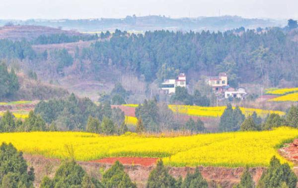 成都：城里城外 尽享“鲜花盛宴”