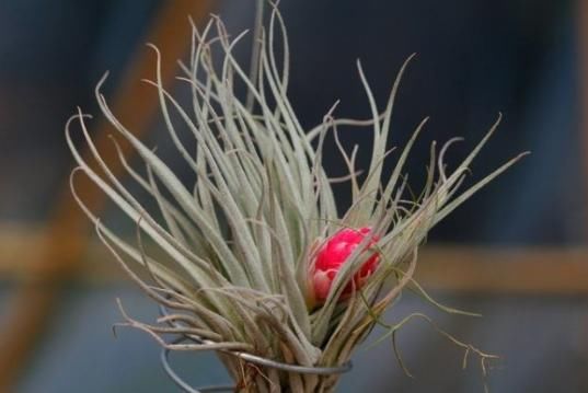  好运■5款适合“室内”的花卉，寓意“招财进宝”，花开富贵招好运