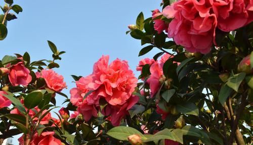  选择：掉花苞掉叶的茶花是选择赏花还是选择存活？小孩子才会选