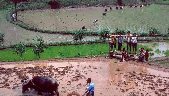 80年代的农村,我们晚上睡觉家里都是不用锁门的,就连家里的牲口也是外面栓着