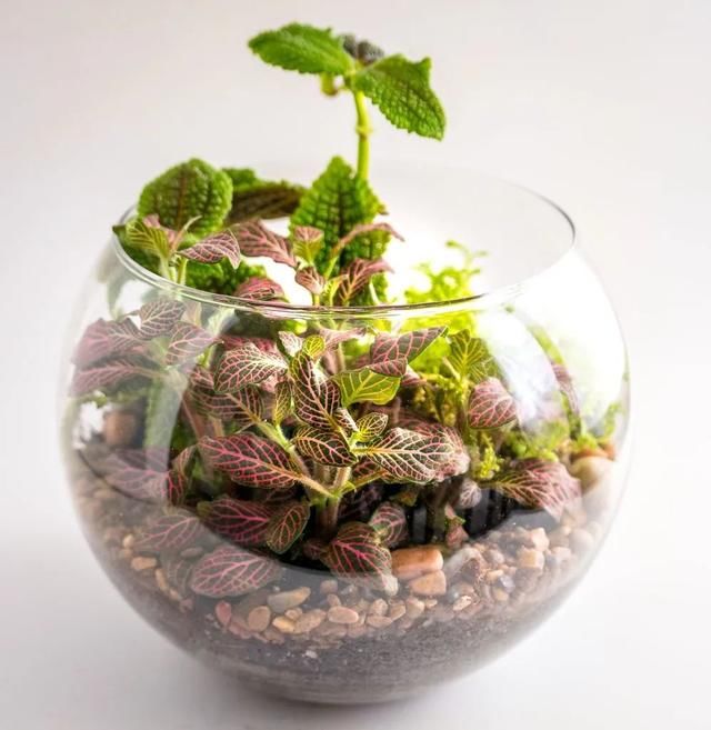  『布置在玻璃』在玻璃容器里布置的植物景观，栽培这些植物，都是很容易照顾的
