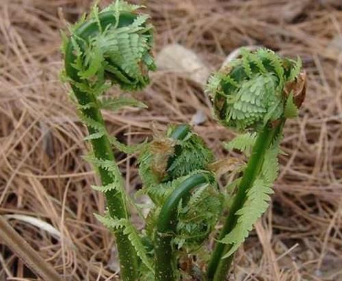  植物■农村一种植物，人称“悟空腿”，目前价值极高，你们认识吗？