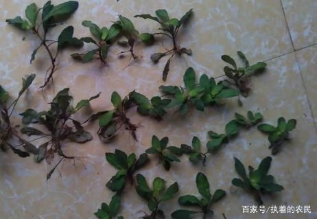  小瞧|这种野生物，好珍贵不凡，别小瞧它的价值，如今稀少难遇，