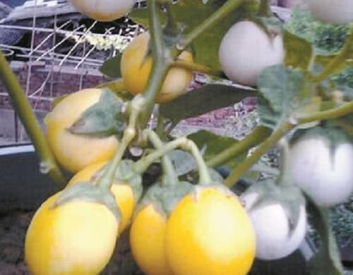 它叫蛋不是蛋，却是树上的农作物，市面上一斤50还难买到