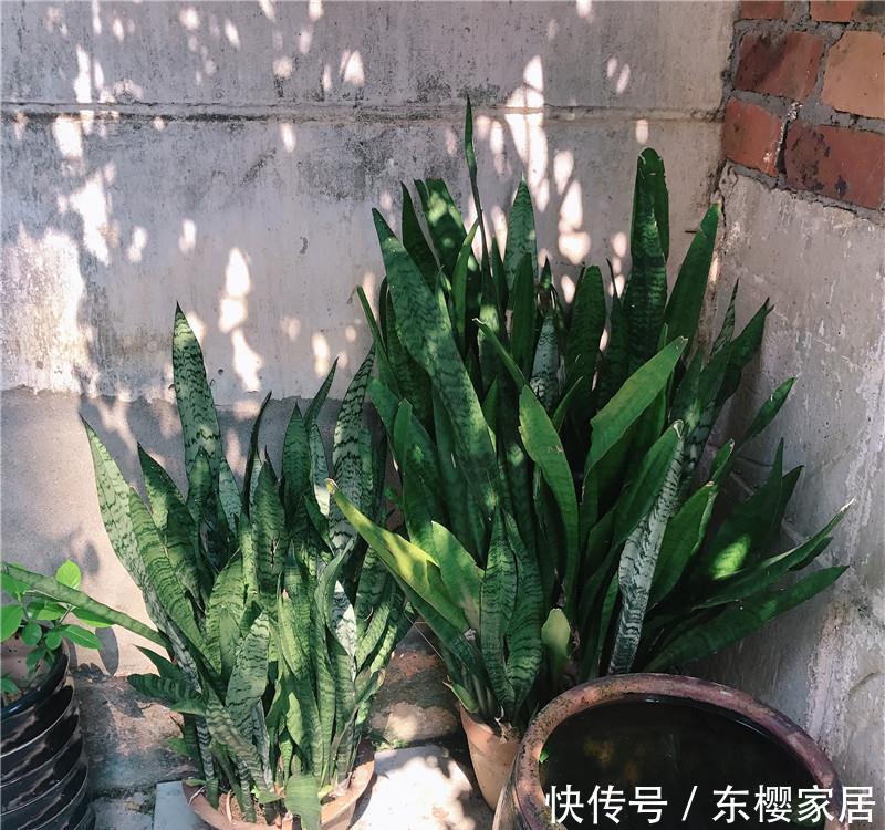  #无根水#爆盆虎皮兰，就是“本地货”，喝的“无根水”，还有遮阳伞！