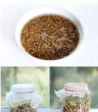  『蔬菜』常见12种蔬菜阳台种植教程，看完又能省下一笔钱啦！