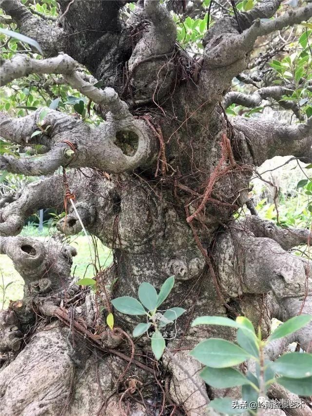  「作品」有年功的盆景，品相好，价值高！