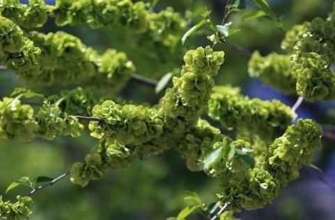  [南酸枣]农村快要“消失”的这四种野味，全吃过的人不多，你吃