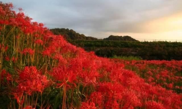  #彼岸花#彼岸花开，花开彼岸，又到一年花开时，你被美到了吗？