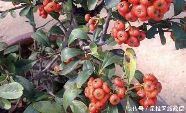 寓意■2种盆景树“名贵”,有“聚财树”的美誉,放阳台养护,寓意好!