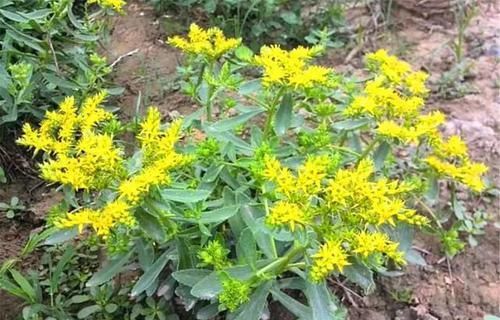  「野菜」这种菜全国适种，零下30度也能活，市面上走货少、比较