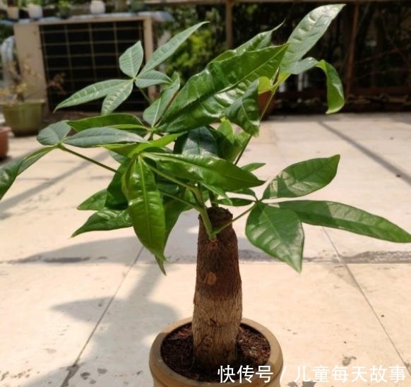  【黄叶】发财树就是这么好养，只需4步，枝叶繁茂，再也不黄叶烂根
