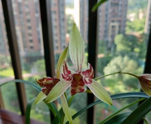  『对症下药』兰花焦尖的6大原因，搞清楚了好对症下药，兰花焦尖不用怕