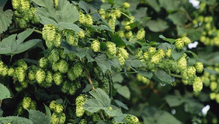  #喜欢#乡下一种野草，浑身是刺，以前农民不喜欢，现在20一斤，