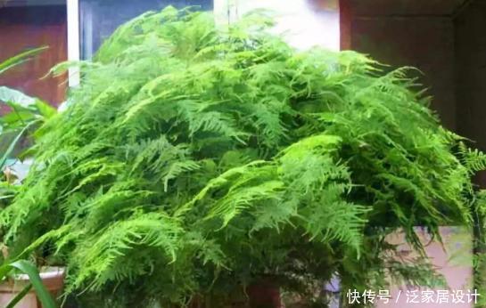 『细节』文竹养护“小窍门”,几个细节做到位,叶子不黄不干,油绿爆盆