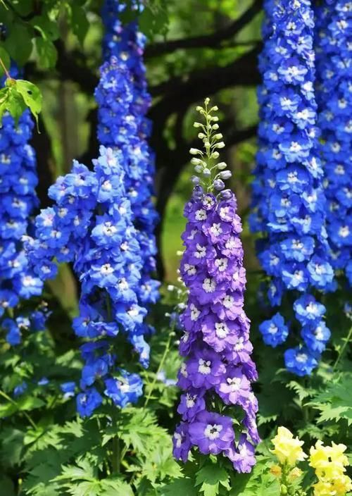 『蓝色』蓝色系大花飞燕草，花朵似燕子，自带高级感！成片种植更美！