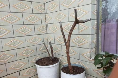  [生活]40岁之前，赚钱养家，40岁之后，种菜养花！