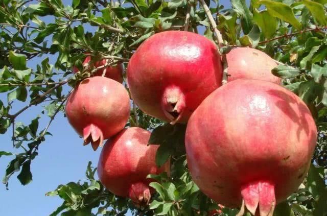  槐树@北京人的生活，一年四季都离不开树！