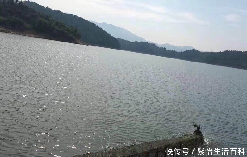  小龙虾@河流中的小虾米，市值一斤50元，农民：养它还不如养小龙