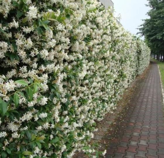 【能开成】能开花的3种“爬藤花”,6个月就能开成花墙,种好1株,惊艳春天