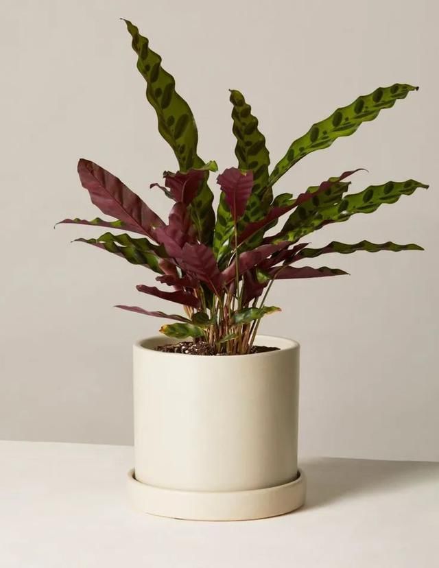  观叶：都把观赏竹芋养成观叶植物，除了斑斓的叶子，它还能开可爱的小花