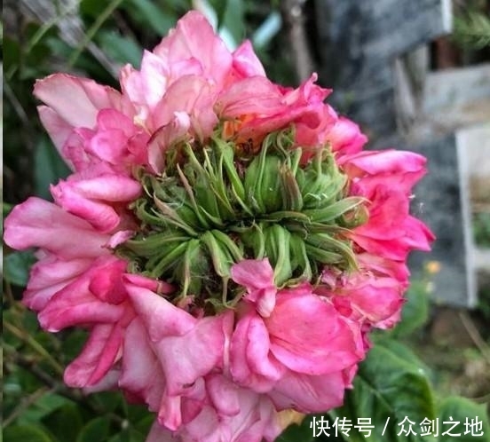  「月季」月季春花长鼻毛、畸形怎么回事？原因在这