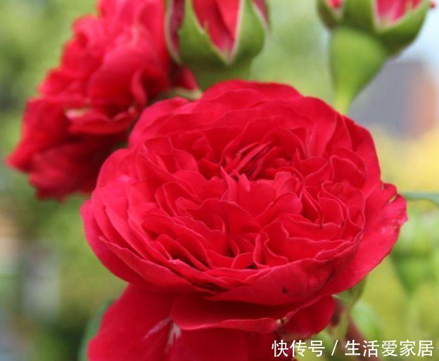  『红色达芬奇』喜欢在家中养护花卉，就养护欣赏价值较高的3种花卉，花期长，美