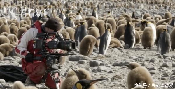 太热了!看着这样的南极 BBC摄像师心痛到落泪