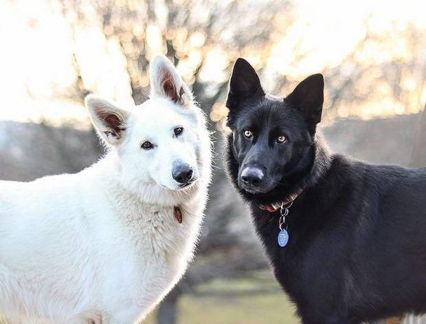  「婚纱照」「黑白牧羊犬」的婚纱照萌化你的心！