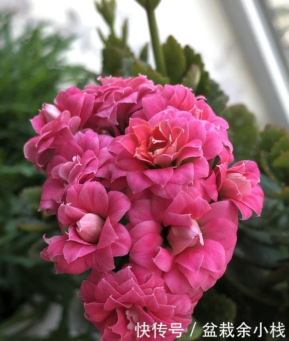 『要施肥』立夏过后,4种花进入“盛花期”,水肥及时跟上,夏天开到秋天