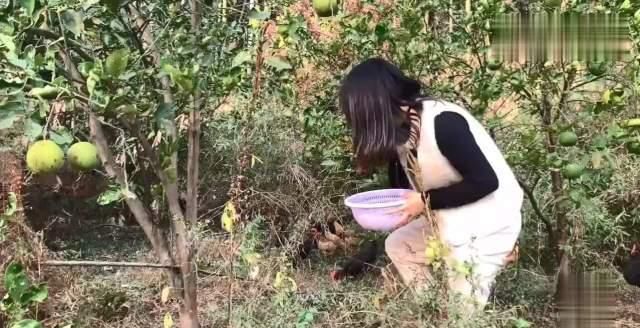  乡村■乡村家婆养了30只土鸡，去鸡棚捡生鸡蛋，想不到有意外的惊喜
