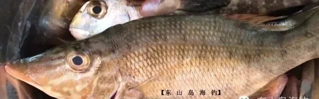  「东山叫红」46种海钓常见的鲷类鱼，最后一种高价的鱼原来也是鲷鱼，才知道