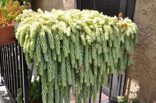  [珍珠吊兰]5种悬挂养护的多肉植物，养成垂盆植物，给散射光还能开花