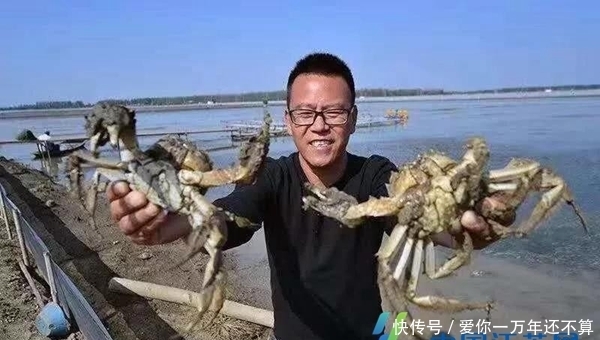  出水■“蟹王”出水！九龙口大闸蟹受到市民追捧