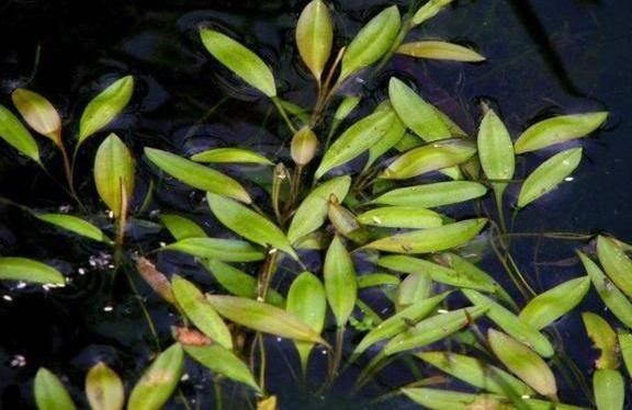  水里■农村水里常见的“眼子菜”，农民用它降火，到城里城里被