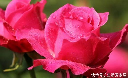 『花养』几种花养家里,开花漂亮寓意好,好养好看花期长,净化空气助睡眠