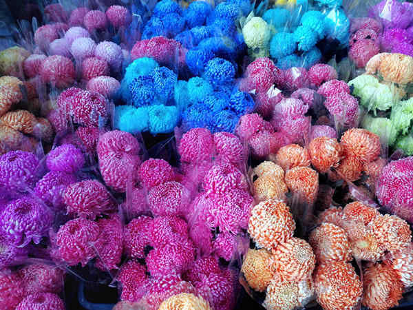 「世界」罗湖花卉世界在哪里 罗湖哪里有花卉世界