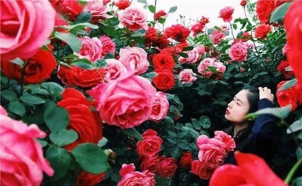 「体温检测」第四届〈花乡玫瑰〉艺术节!门票无限量免费送!