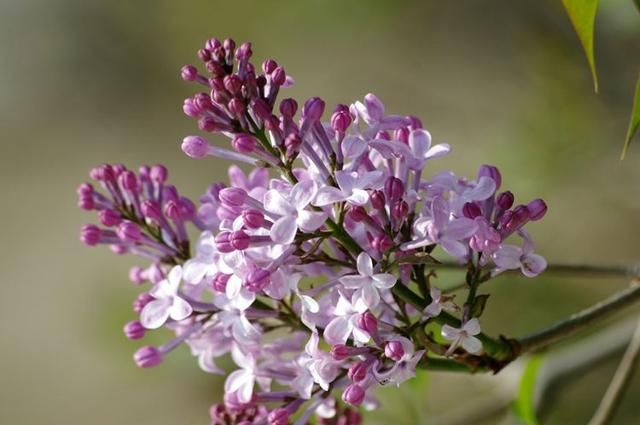  『市花』呼和浩特的市树和市花，很多呼市人也不知道！