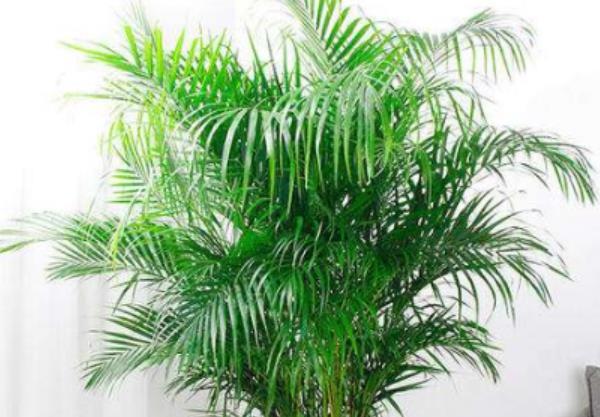 「植物」客厅养这“3种花”,旺财又旺运,尤其是第三种,懂花人都在养!
