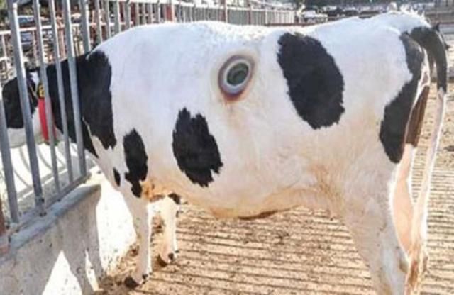 很罕见！中国人到美国农场，竟拍到了这样的画面，多数人没见过！