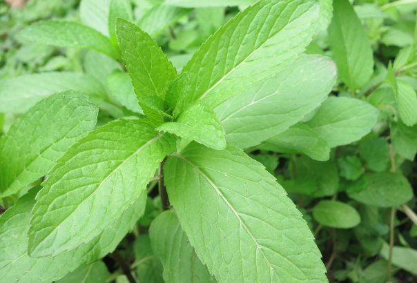 『家里』蚊子最讨厌的一些植物，家里香气满满，驱蚊效果比蚊香还管用
