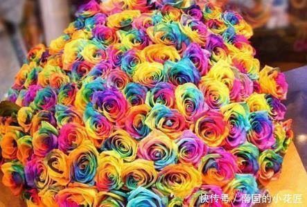  [养花]新手养花，不如养盆花中精品“彩虹玫瑰”，娇艳如彩虹，难得一见