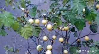  『未成熟』喀西茄，全株含有毒生物碱，未成熟果实毒性较大。