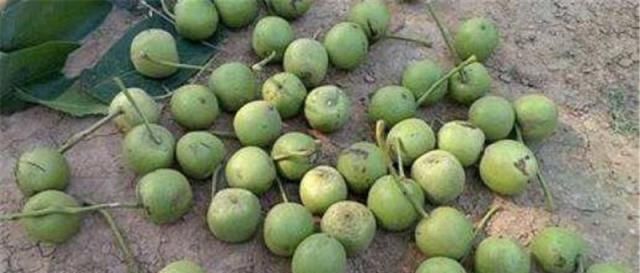  【受热】曾是广受热捧“贵族果”，如今收购价不到2元，农民宁愿