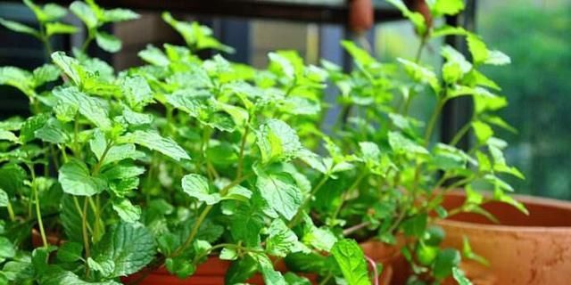 『轻松』懒人养花就种这几种,种一盆轻松长一片,忘记浇水也能长爆盆!