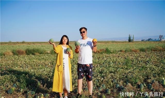  [成熟]新疆的西瓜成熟了，大型机器直接开到田地里收瓜